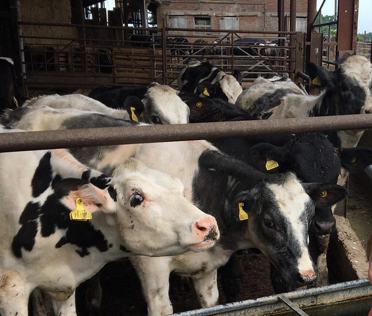 AI innovation: M&S monitors dairy cows in new animal welfare move