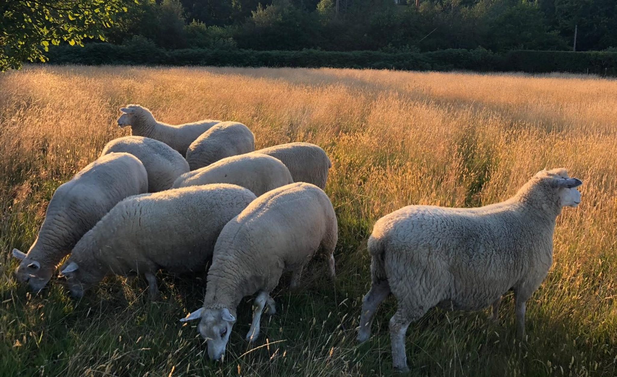 Sustainable food expert joins Mondra from Tesco