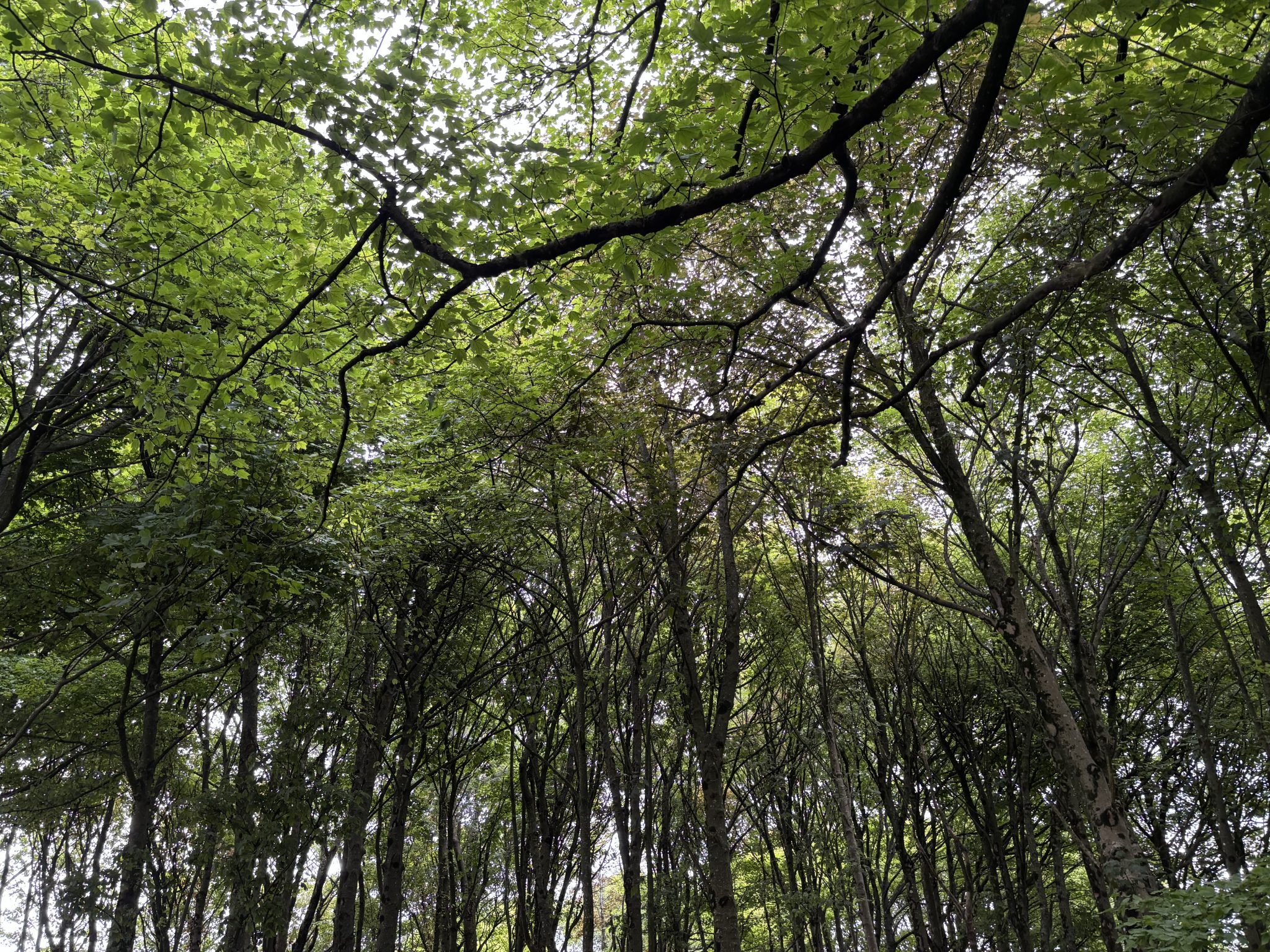Nature protection is becoming a key target for retailers