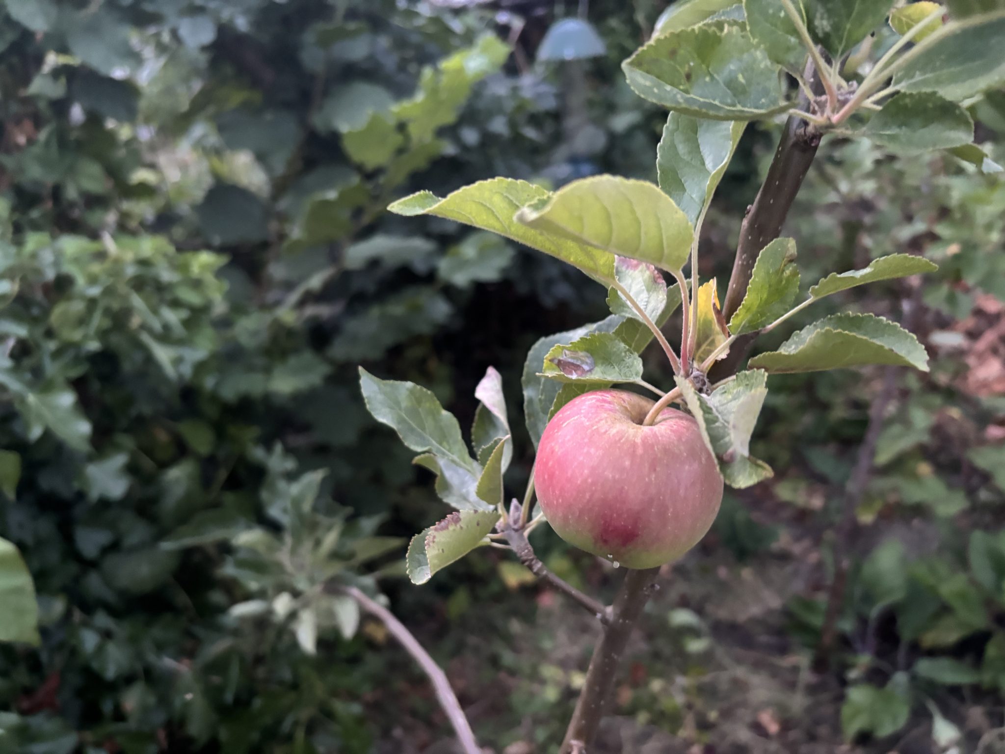 Prime minister urged to adopt Good Food Bill