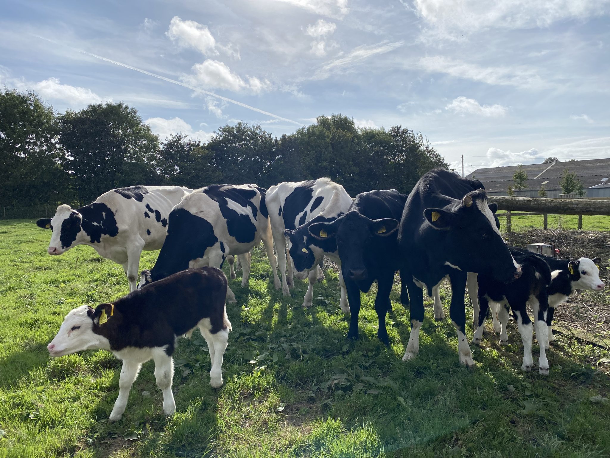 The Dairy Roadmap has had a refresh