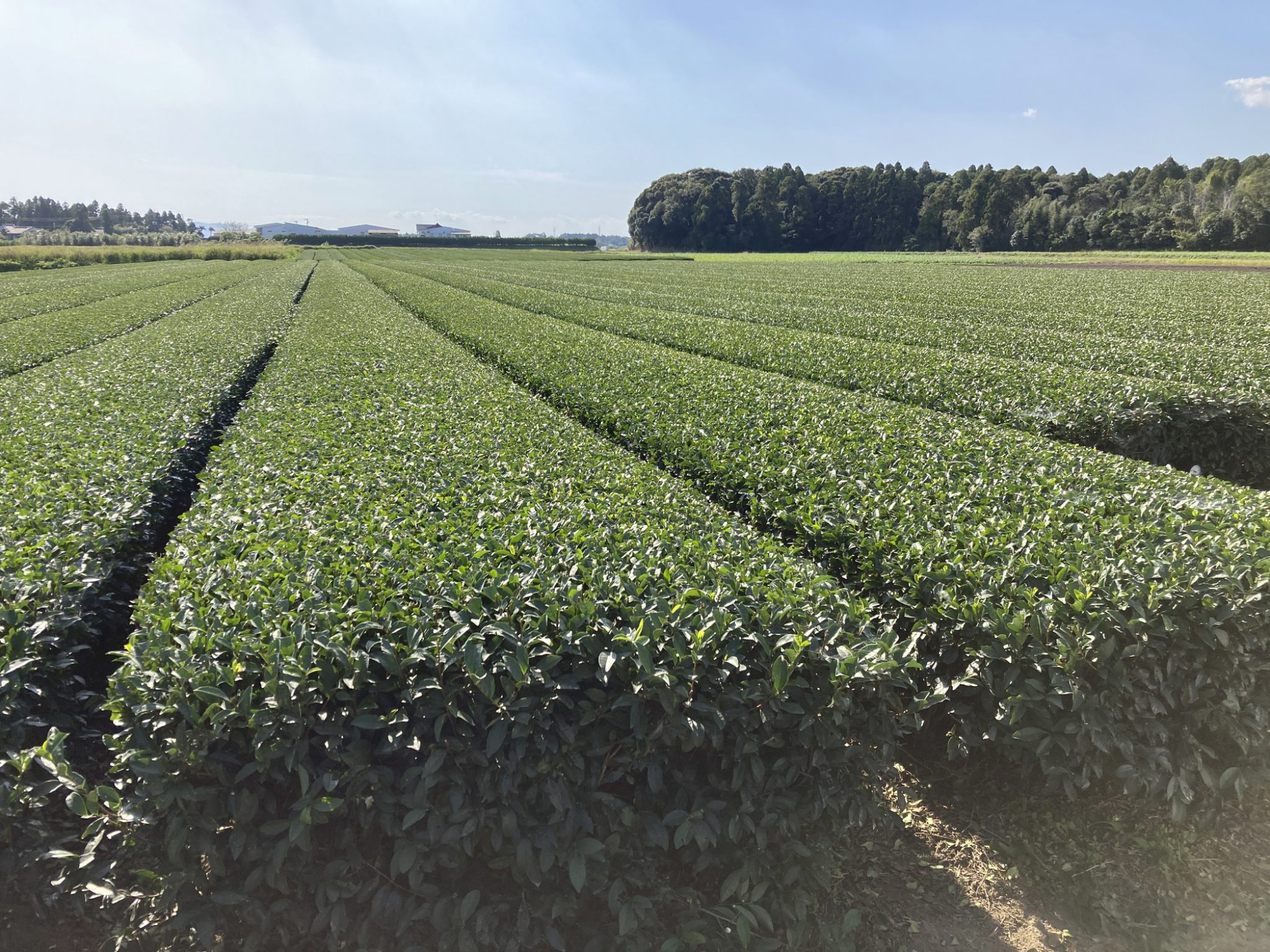 Suntory is looking to agritech to help reduce GHG emissions