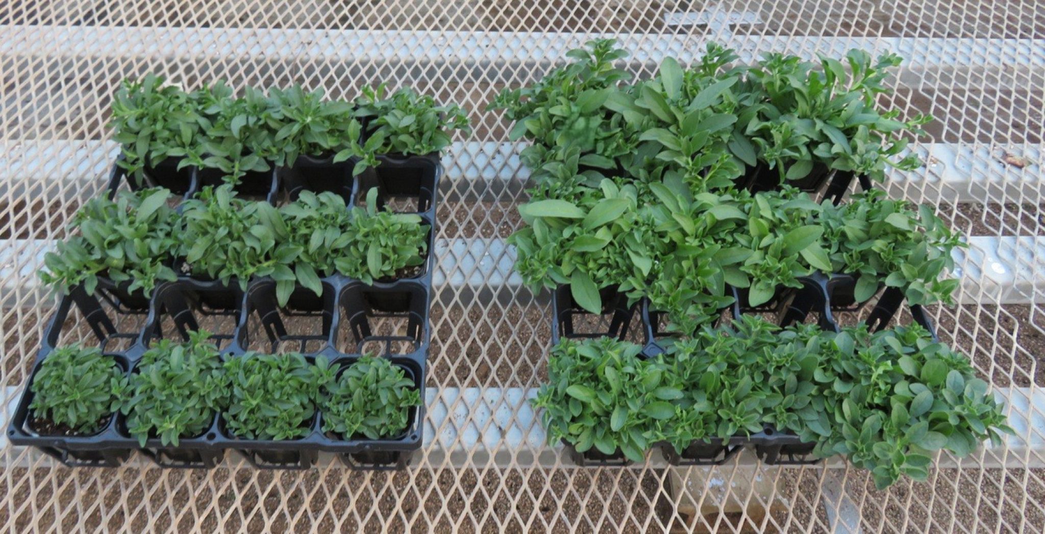 Suntory Plants finds peat alternative in horticulture